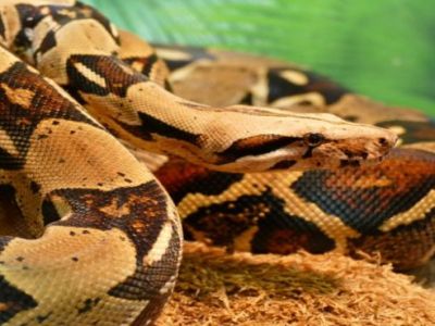 Boa Constrictor Imperator (mehrere)
