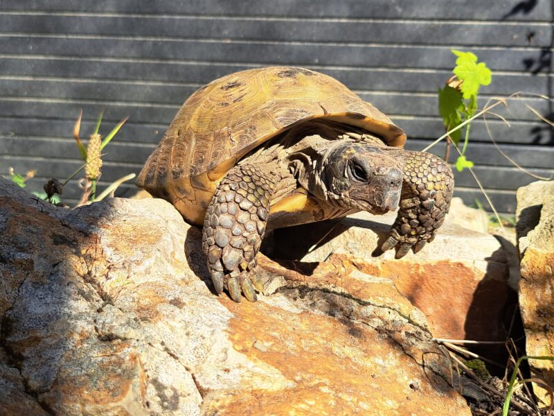 Vierzehen-Landschildkröte "Pjotr"
