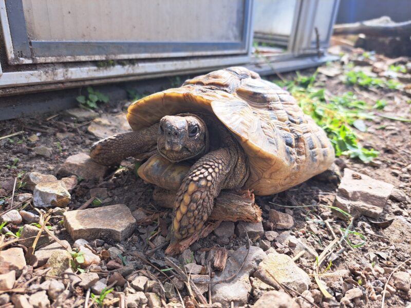 Griechische Landschildkröte "Salamis"