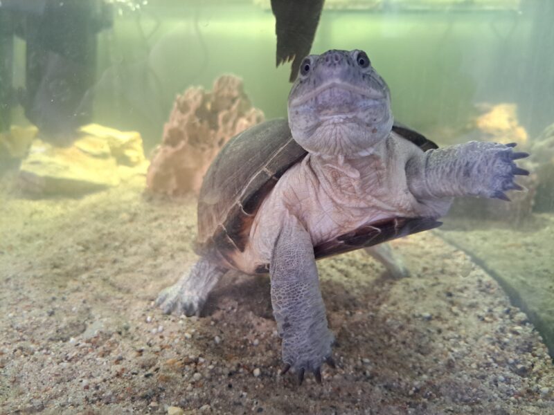 Westafrikanische Pelomedusenklappbrustschildkröte