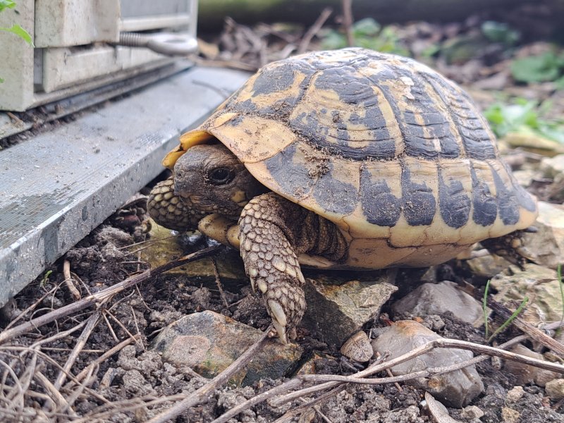 griechische Landschildkröte "Mitri"