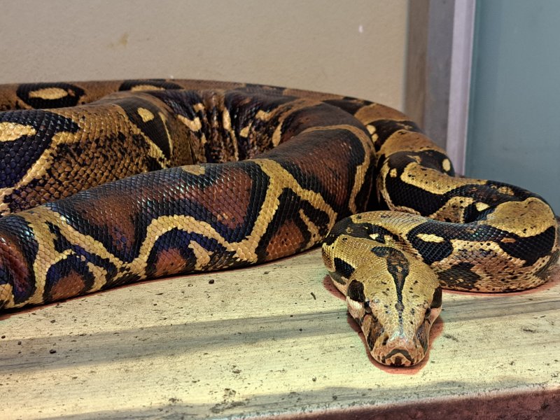 Boa Constrictor (mehrere)
