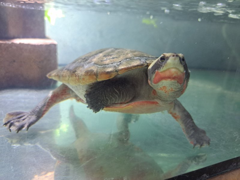 Rotbauch-Spitzkopfschildkröte