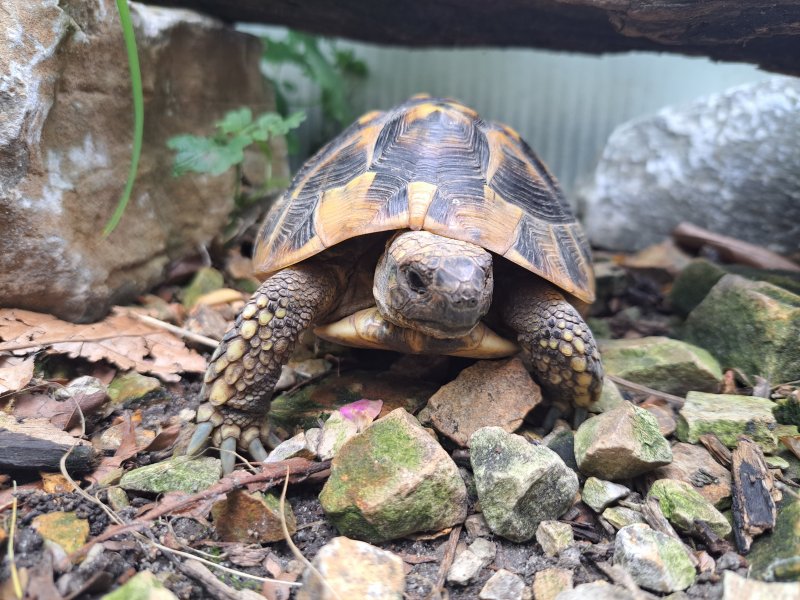 Griechische Landschildkröte "Nika"