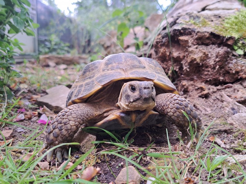 Vierzehen-Landschildkröte "Aljoscha"