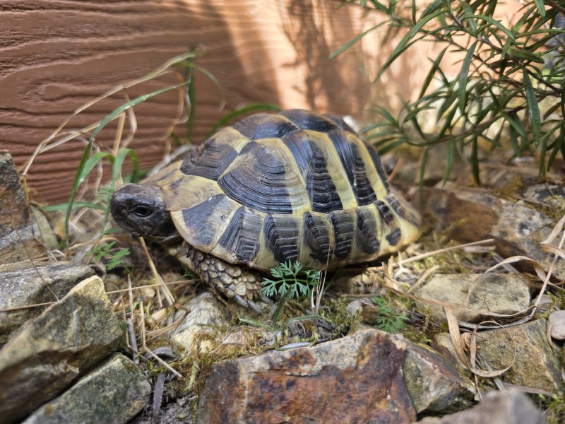 griech. Landschildkröte "Thanasis"
