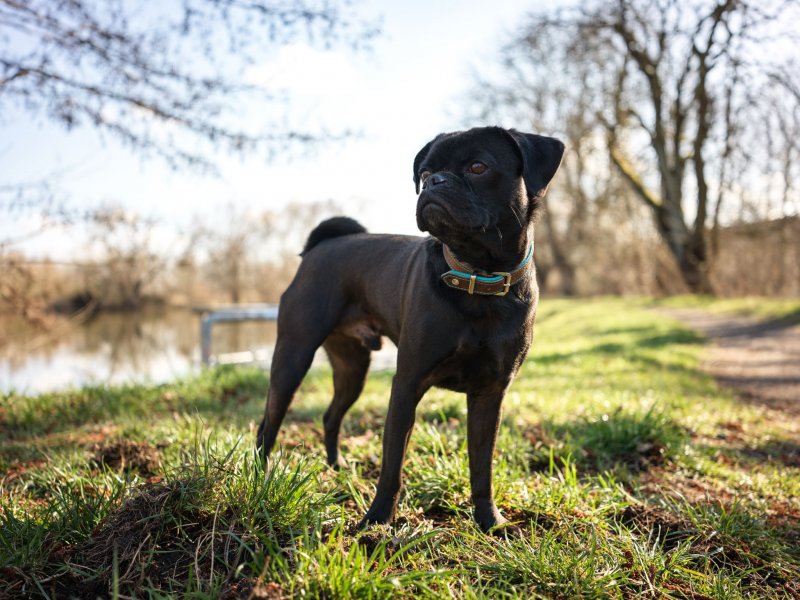 Kaleo möchte nicht ins Tierheim