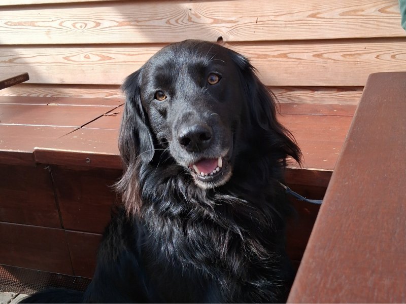 Barney möchte nicht ins Tierheim