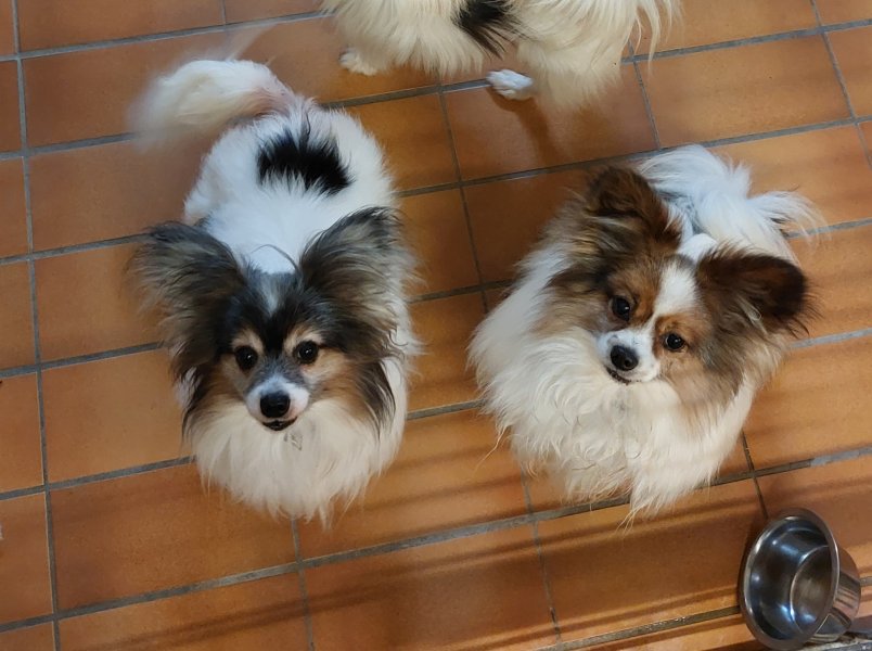 verschiedene Kleinhunde