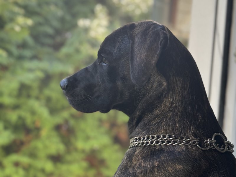 Bullmastiffmix Luna möchte nicht ins Tierheim 