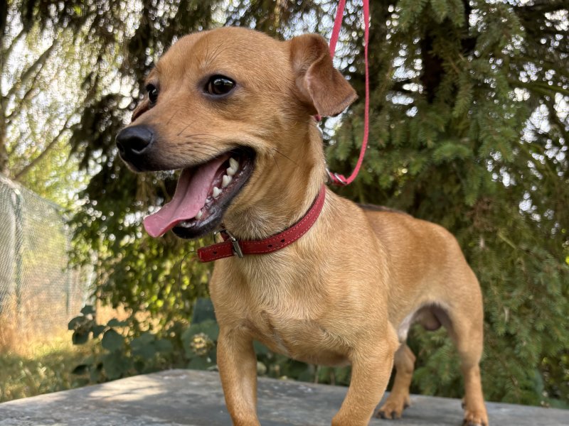Maci