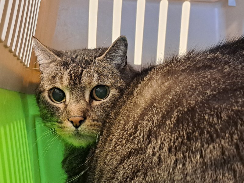 Merlin
