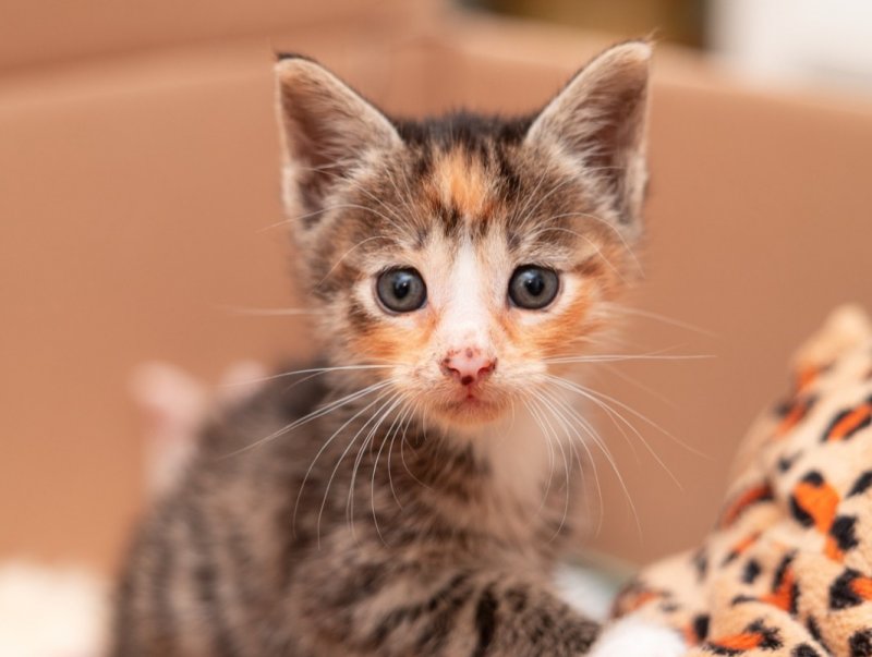 Kitten