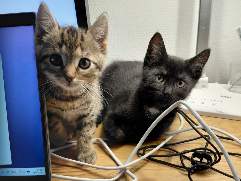Luxi und Piet auf Pflegestelle