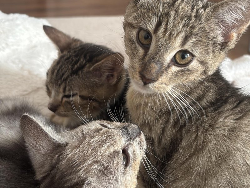 Kitten auf Pflegestelle