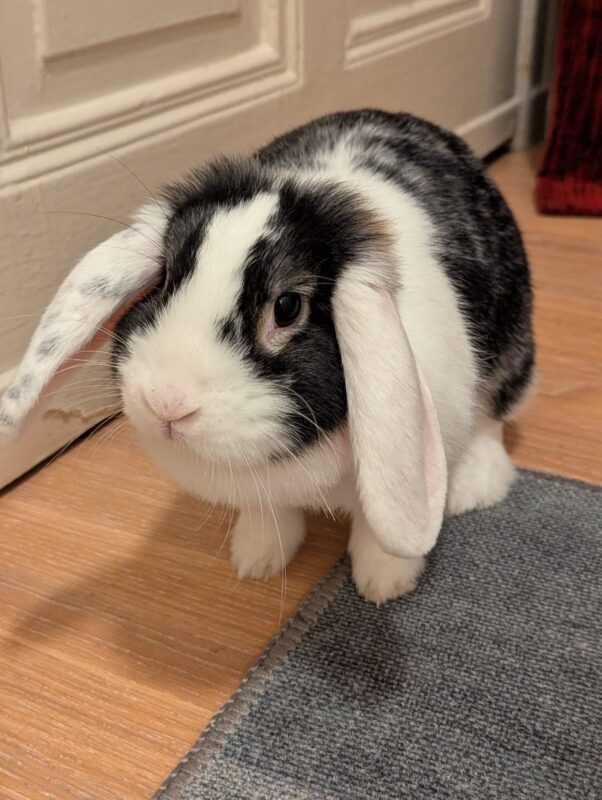 Gretchen möchte nicht ins Tierheim