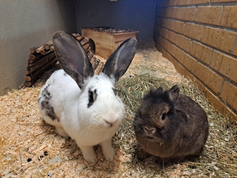 Chaletto und Fräulein Honig