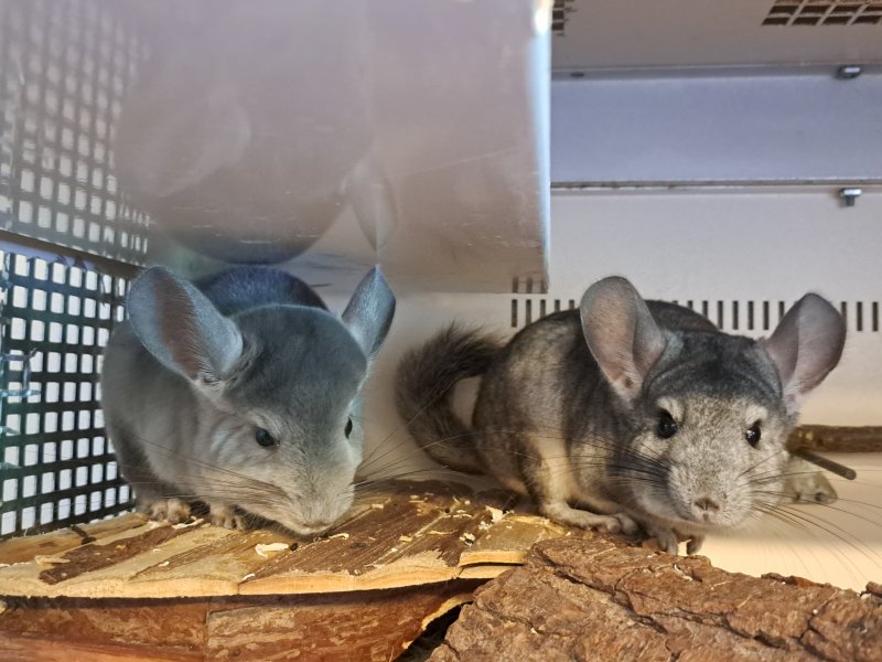 Mr. Bernhard und Gwendolyn
