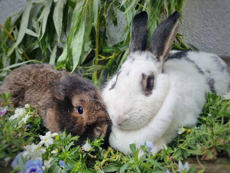  Chaletto und Fräulein Honig 