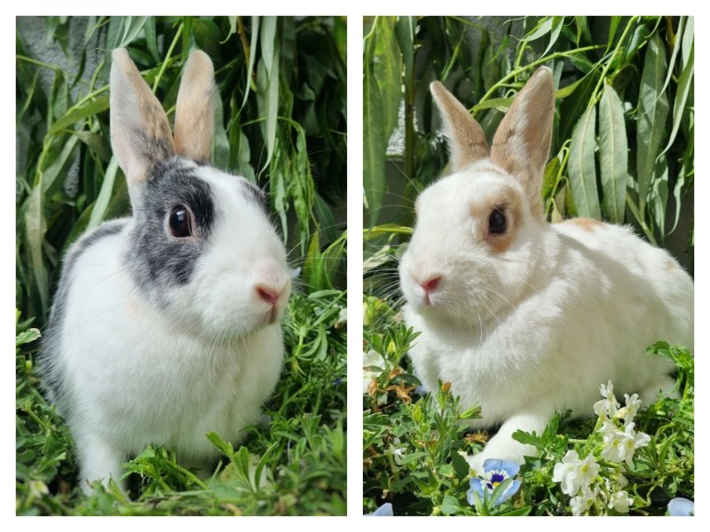 Xander und Zania