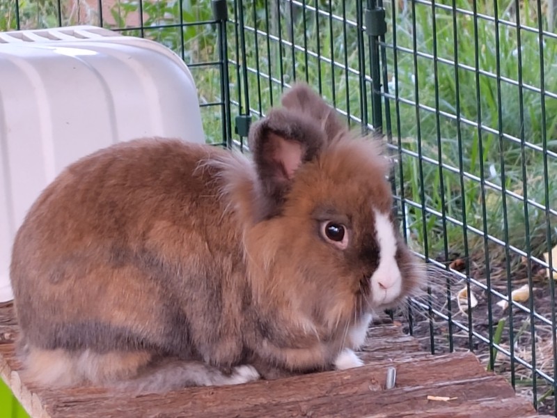 Privatvermittlung Kaninchen
