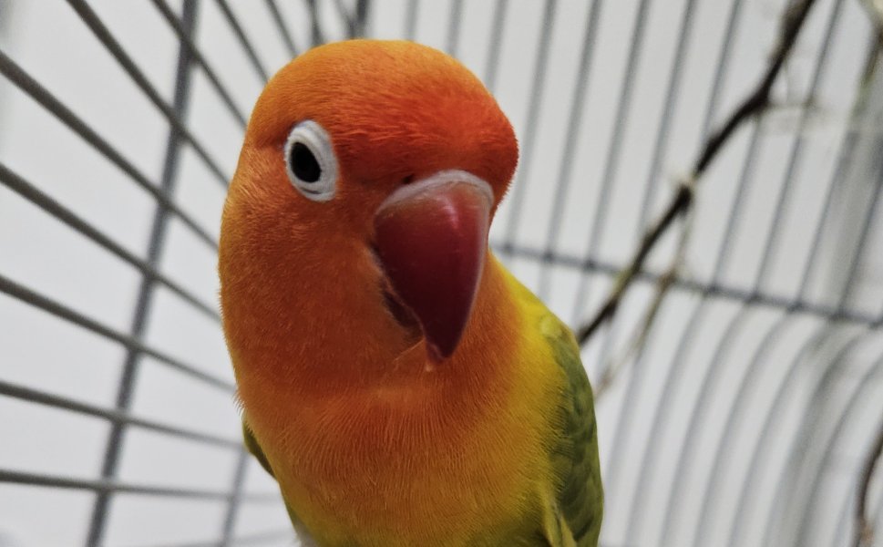 Pfirsichköpfchen Mango