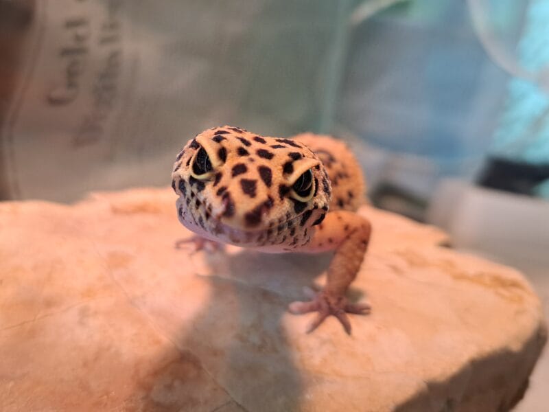 Leopardgecko