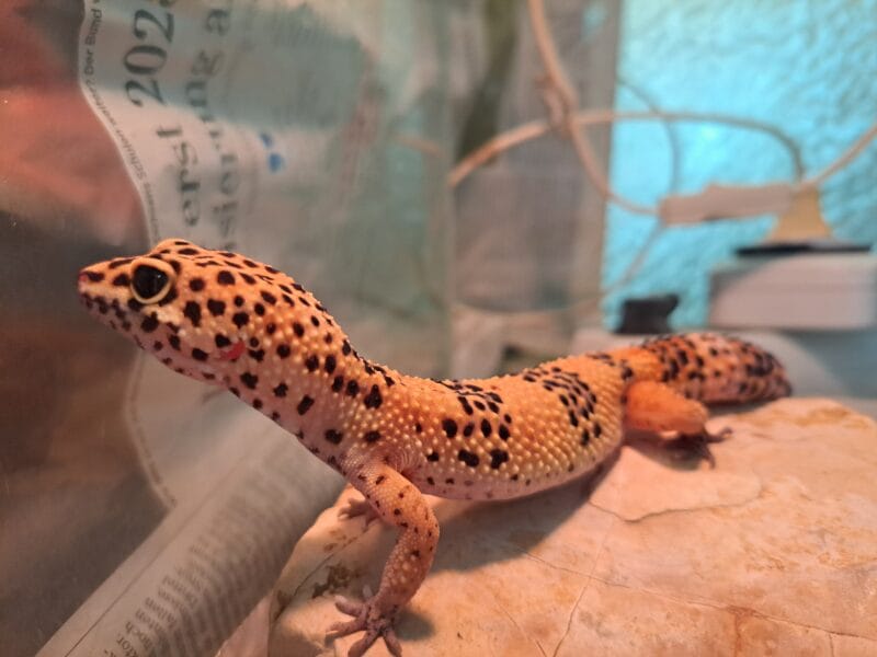 Leopardgecko