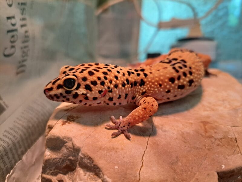 Leopardgecko