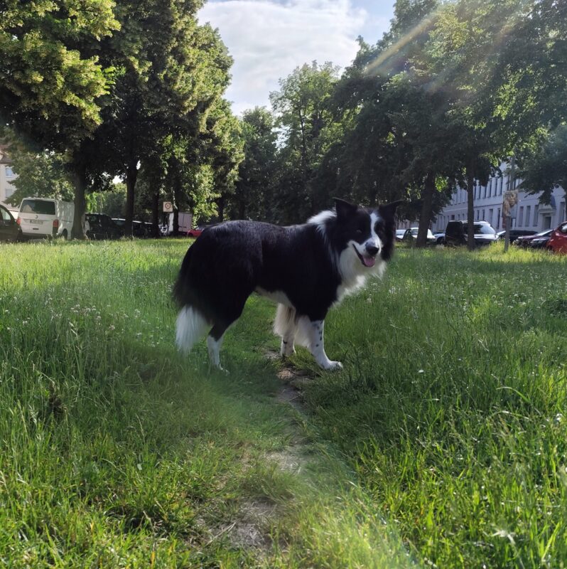 Balou möchte nicht ins Tierheim